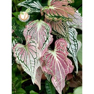 [Hot Selling} Indoor Plant Caladium THAI BEAUTY by Nawan Garden for balcony garden/ Pokok Keladi Thai Beauty Strawberry