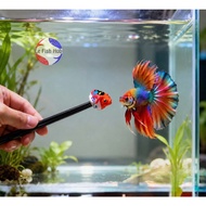 BETTA FLARE STICK (1 stick) | BATANG BETTA IKAN KELAPA | BETTA FISH STICK TOY