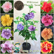 [Easy to grow in Malaysia] Mix Color Hibiscus Seeds Bonsai Flower Seeds for Planting Flowers (100 Seed) bunga hidup Ornamental Flowering Plants Seeds Balcony Potted Live Hibiscus Plant Seed Indoor Plants Real Air Plant Home Garden Decor benih pokok bunga