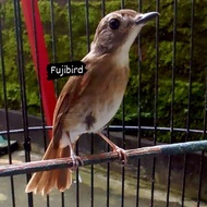 BURUNG SRDC JANTAN ORI BALI