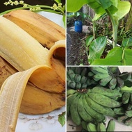 Bibit pohon pisang kepok-bibit pisang kepok Dapat Berbuah