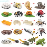 SEVENHOME3E Animal Life Cycle Children Toys Kids Biology Butterfly Growth Cycle Teaching Material Li