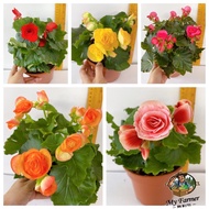 READY STOCK🌼🌼❤️Begonia Rose🌹Random Send 🧡Ready Stock 🌹🌹
