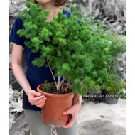 GPS Green Plant Society live plant Asparagus Retrofractus Bonsai 蓬萊松盆栽