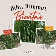 BIBIT RUMPUT BIOVITAS BB BIOGEN