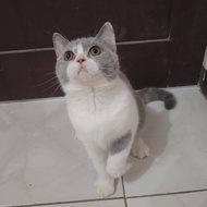 BSH British shorthair calico betina kitten kucing