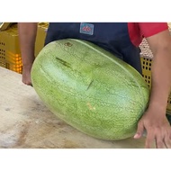 2 Pcs Besar Gila Biji Benih Tembikai Rare Giant Watermelon Seed Melon Organic Fruit Ready Stock Sara