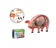 4D Vision หุ่นจำลองหมู 4 มิติ