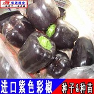 現貨 特價 快速發貨進口五彩椒種子 種籽紫爾甜椒方椒圓椒菜椒特色彩椒辣椒蔬菜種子 種籽四季hn