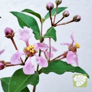 Lagerstroemia Indica 紫薇 IOB