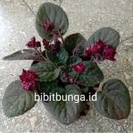 Begonia violces red / begonia mawar merah ( bunga bertumpuk) bibit twnaman hias bunga