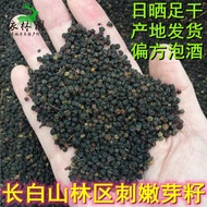 Northeast Changbai Mountain Wild Thorn Old Sprout Seed Thorn Tender Sprout Seed Thorn Dragon Sprout 