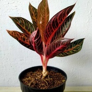 tanaman hias aglonema red sumatra / aglonema / tanaman indoor