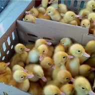 Dijual DOD Anak Bebek Peking Murah