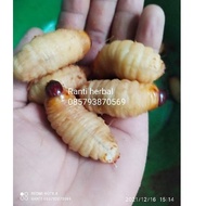 IDs9S3e-- Sago worms Fishing bait glatama catfish gacor 15 tails bonus 2 tails