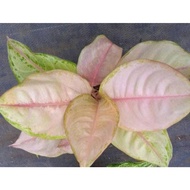 Sindo - Aglaonema Cinderella Mutation By Idamulya Florist Live Plant YNV3MH33AW