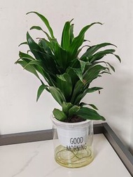 🍀太陽神【株型緊密秀麗，葉子翠綠而有光澤。能吸收室內的二氧化碳，改善室內的空氣，有保平安的風水寓意，易種，是很好的室內的觀葉植物 (可擺放洗手間)。  植物連透明膠瓶(如圖)】