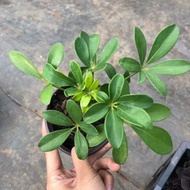 Five envelopes 15-20cm high