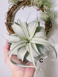 空氣草/空氣鳳梨 - 實生長葉霸王