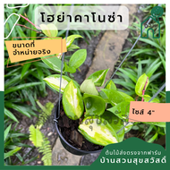 โฮย่าคาโนซ่า Apocyneceae Hoya carnosa Wax Plant โฮย่าใบด่าง ด่างใน มาในกระถางพร้อมตั้ง ไม้รำไรออกดอก