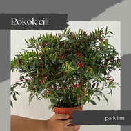 Anak Pokok Cili/Pokok Cili Padi/Pokok Cili Kampung