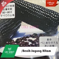 Terbaru ( 10 Gram ) Benih Jagung Hitam | Jagung Ketan Hitam