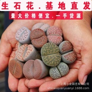 生石花多肉植物批发生石花母本3-3.5cm大单头屁股生石花 Succulent plant Lithops