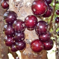 Anak Pokok Jaboticaba Anggur Brazil Jenis Precore Plinia Cauliflora X Red Hybrid Escarlate Jaboticaba Brazilian Grape