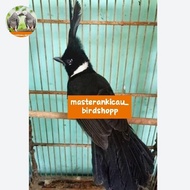 burung cililin hitam gacor jinak masteran handal mewah