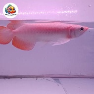 Baby Arwana Super Red Size 15 Cm/Anak Arwana Super Red Grade A/Arwana Super Red