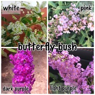 Pokok bunga renek wangi butterfly bush - putih, ungu dan pink