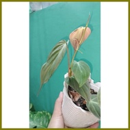 ➝ ↓ ✰ Live Plant Philodendron MICANS