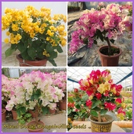 ❡ △ ✈ Colorful Dwarf Bougainvillea Flower Seeds for Planting (20 Seeds ) Bougainvillea Pants