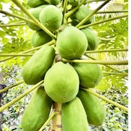 Biji Benih Betik Manis Papaya Seeds