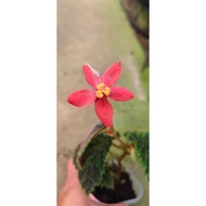 Begonia sp papua by ZamZam Plant