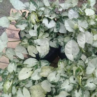 Singonium liliput