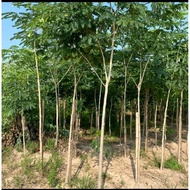 CHEAPEST! 4 meter trembesi tree