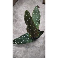 [ MA GARDEN SHOP ] Best Begonia Maculata Malaysia | Pokok Viral Indoor Rare Plant