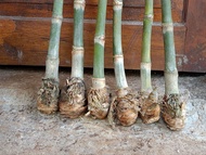 Bibit Bonggol Bambu petung jumbo berakar Bambu Betung/Bibit Rebung Bambu petung jumbo