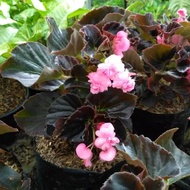 Tanaman Hias / Begonia Bunga Tumpuk / Bunga Gantung
