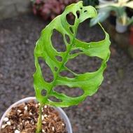 monstera obliqua