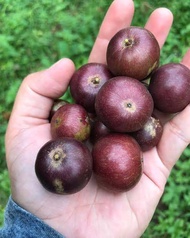 BIBIT TANAMAN BUAH RUKEM/BIBIT RUKEM/POHON RUKEM