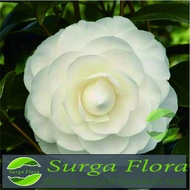 bibit bunga camelia Tumpuk - Bunga Hias Camelia