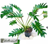 Philodendron Xanadu House plant - Free pot and white pebbles
