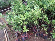 CÂY GIỐNG CHANH GIấY [ CÂY KHỎE DỄ TRỒNG ] [ GHN Express ]