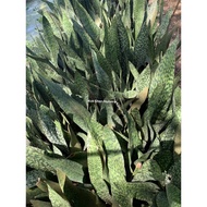 Sansevieria Jaboa/Lidah Buaya（Jual Batang Benih）Bunga Hidup