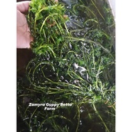 Hydrilla | Hydrilla Water Plant | Aquascape aquarium | Guppy | Betta | Lobster air tawar |