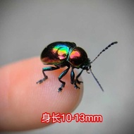 Beetle Purple Stem Beetle Real Insect Original Insect Ecological Specimen Climbing Pet High-value Ph