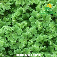 Azolla Microphylla Seeds: Alternative Animal Feed
