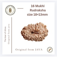 16 Mukhi Rudraksha size 18×13mm (C4)